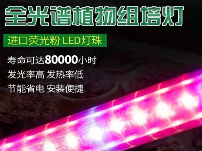 91香蕉APP下载灯