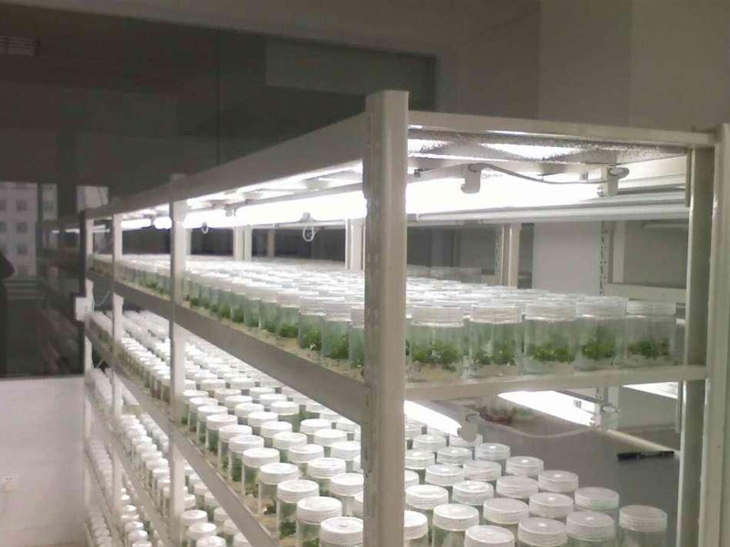 91香蕉APP下载架1 91香蕉APP下载架1