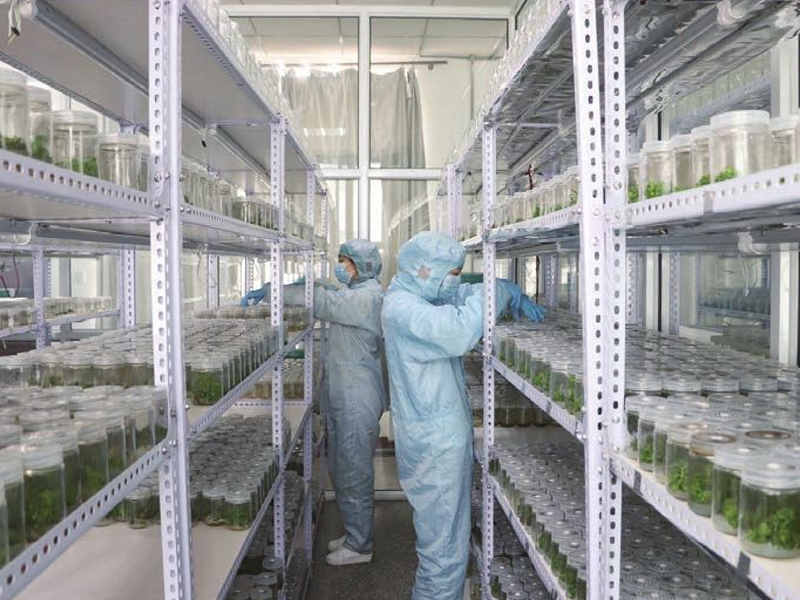 91香蕉APP下载室,植物组织培养