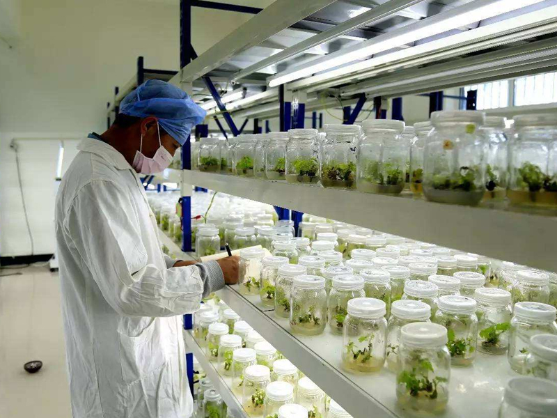 植物组织培养,91香蕉APP下载