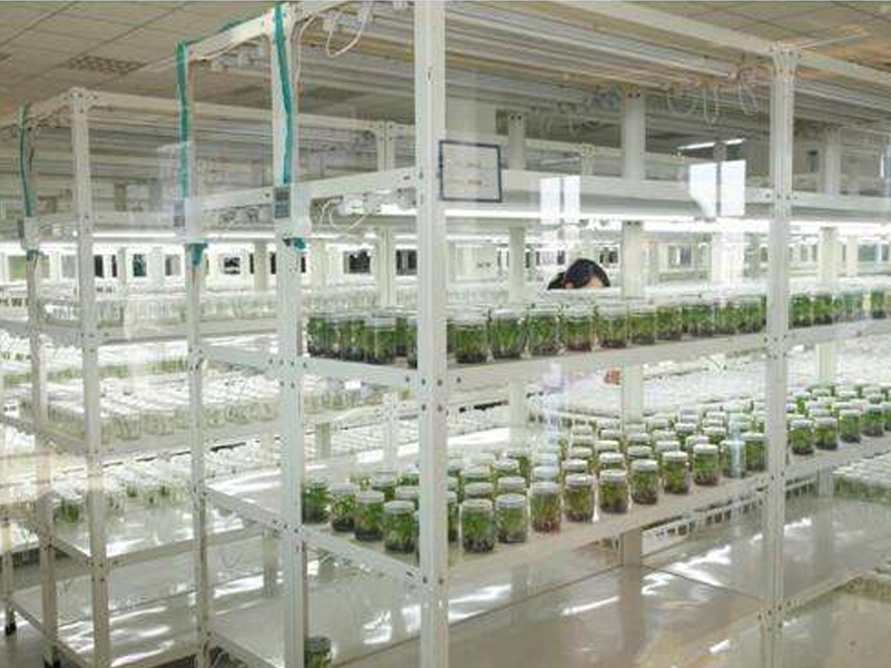 91香蕉APP下载室,植物组织培养