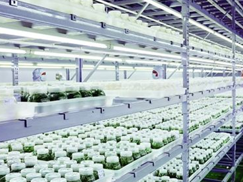 91香蕉APP下载室