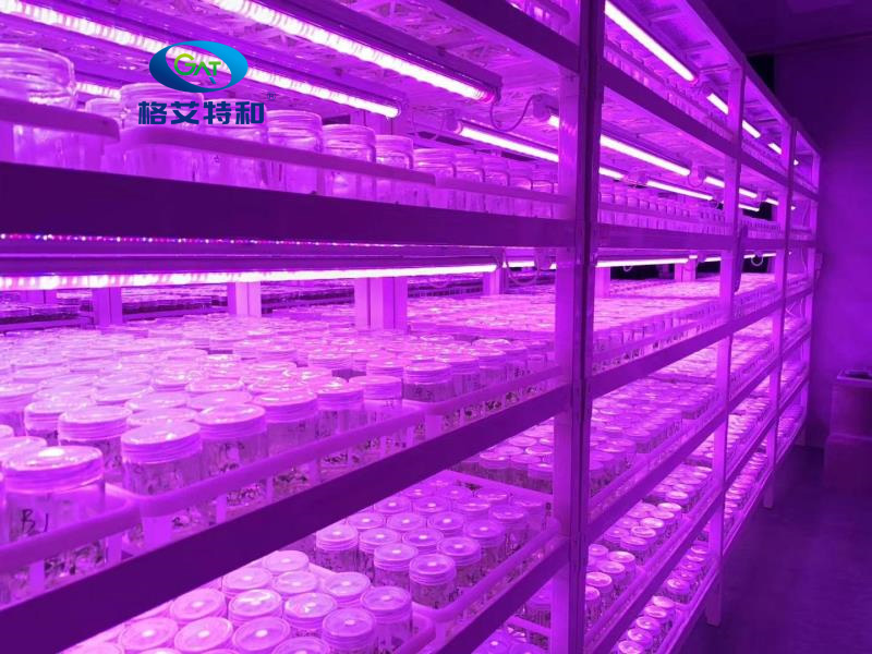 91香蕉APP下载架 91香蕉APP下载架