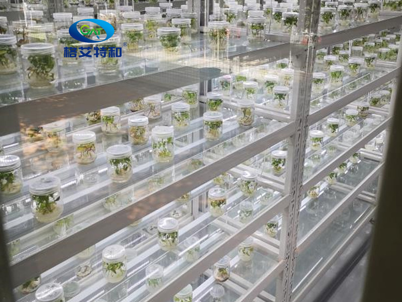 培养架,91香蕉APP下载架