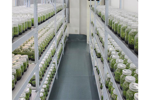 组织培养 组织培养