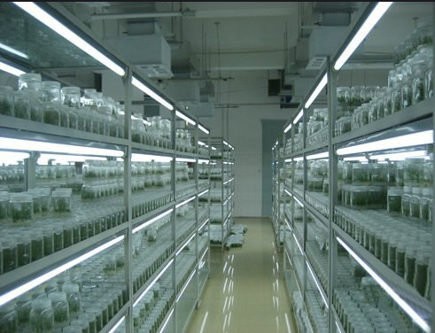 组织培养 组织培养