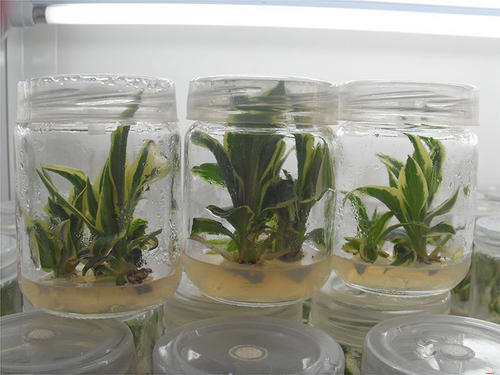 组织培养 组织培养