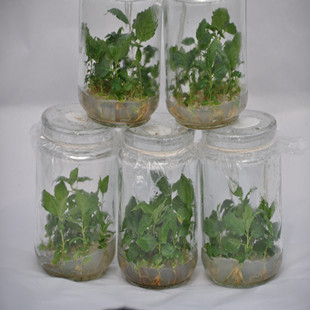 91香蕉APP下载瓶