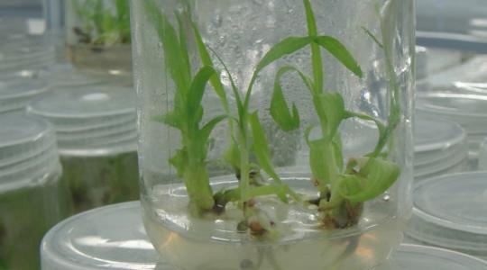 植物组织培养 植物组织培养