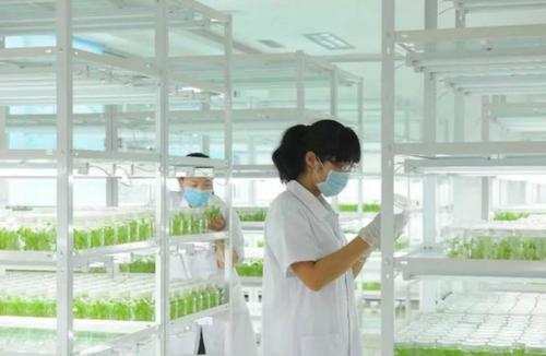 植物组织培养 植物组织培养