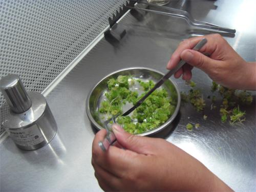 植物组织培养 植物组织培养