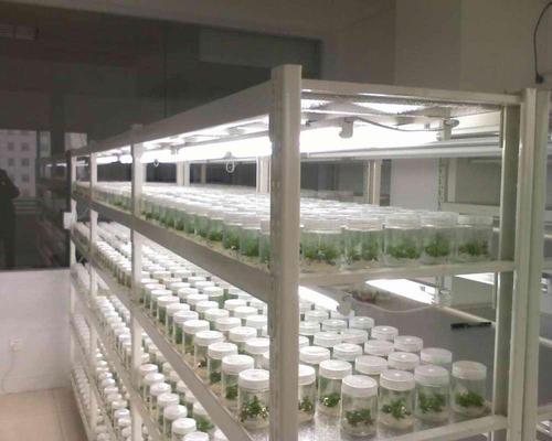 植物组织培养 植物组织培养