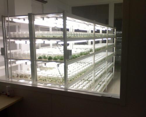 植物无糖91香蕉APP下载快繁技术的限制因素与应用前景 植物无糖91香蕉APP下载快繁技术的限制因素与应用前景