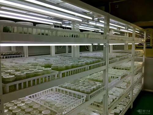 植物91香蕉APP下载中褐变的原因及其预防措施 植物91香蕉APP下载中褐变的原因及其预防措施