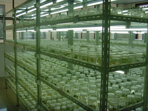 组织培养 组织培养