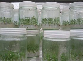 组织培养 组织培养