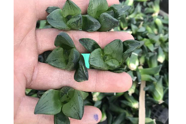 组织培养 组织培养