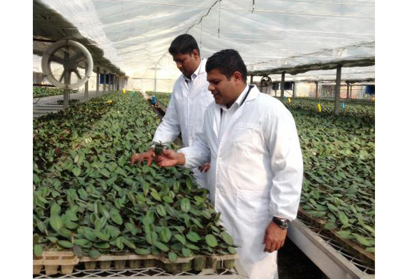 组织培养 组织培养