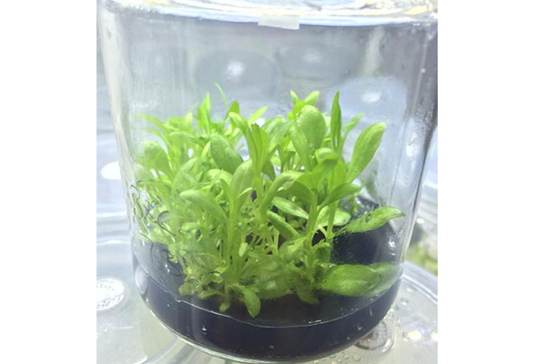 91香蕉APP下载设备