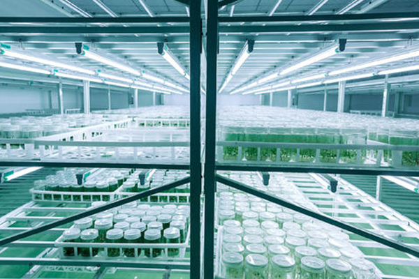 91香蕉APP下载设备