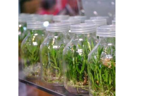 组织培养技术 组织培养技术