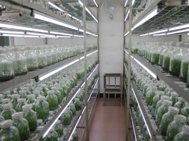 91香蕉APP下载架 91香蕉APP下载架