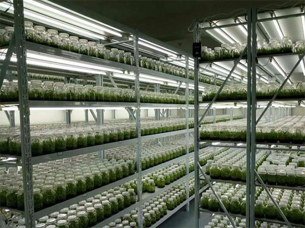 91香蕉APP下载室设计 91香蕉APP下载室设计