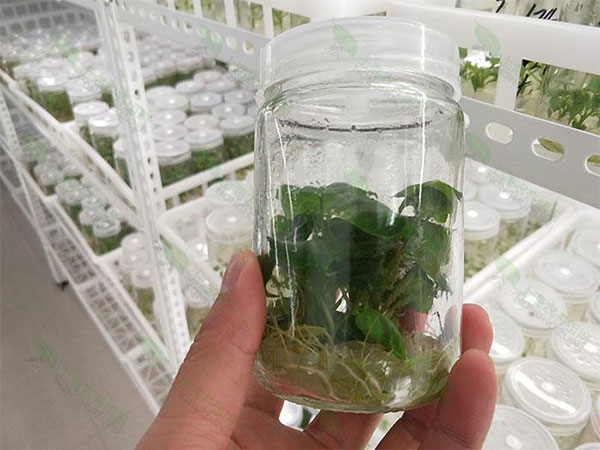 91香蕉APP下载室设计 91香蕉APP下载室设计