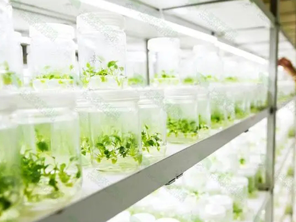 91香蕉APP下载室设计 91香蕉APP下载室设计