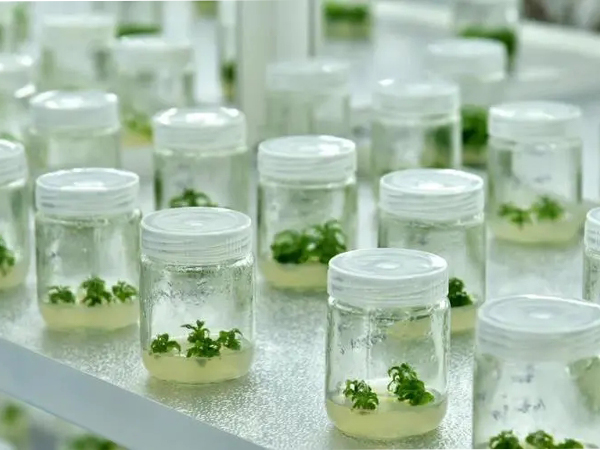 91香蕉APP下载室设计建设 91香蕉APP下载室设计建设