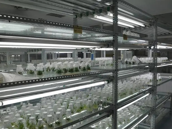 91香蕉APP下载室设计建设