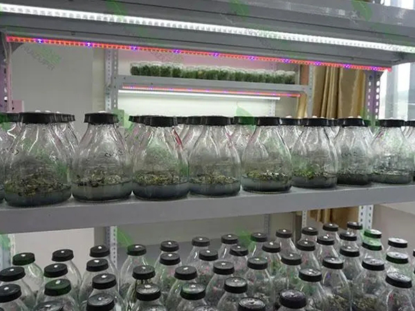 91香蕉APP下载架