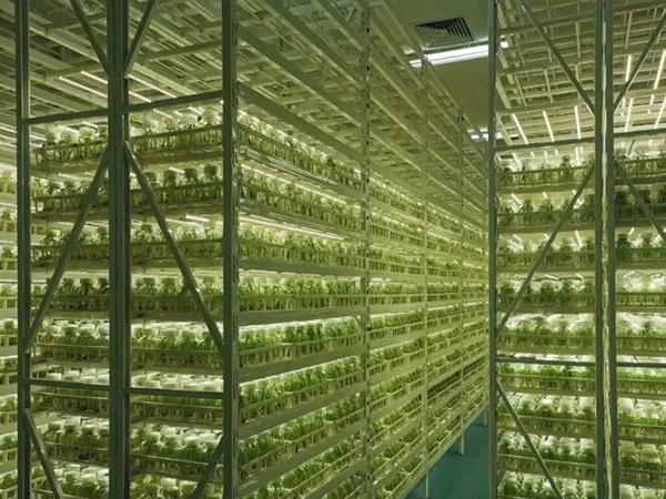 91香蕉APP下载室设计