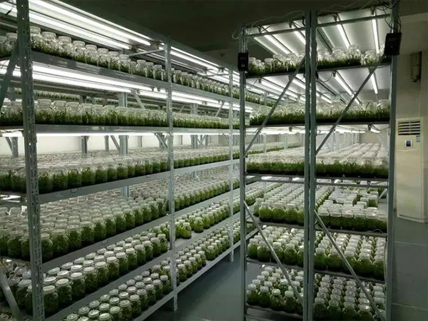 济南91香蕉APP下载架