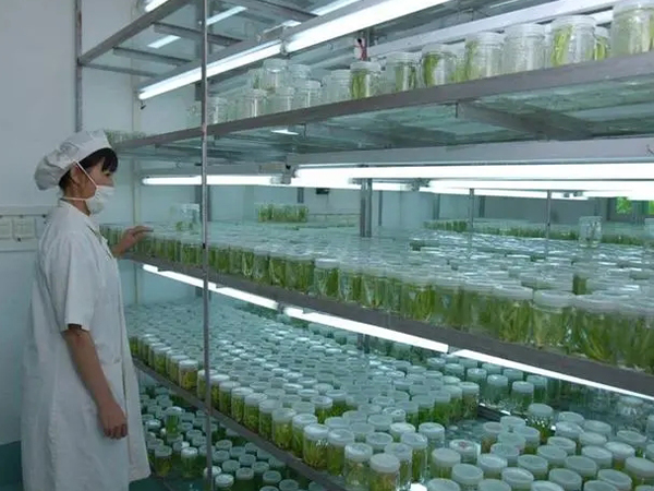 植物组织培养架 植物组织培养架