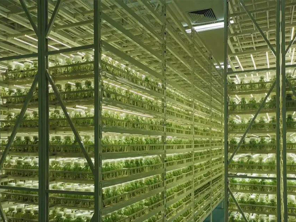 91香蕉APP下载室设计 91香蕉APP下载室设计